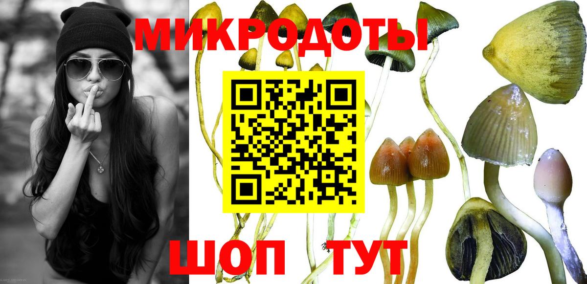 Галлюциногенные грибы Psilocybe Чапаевск